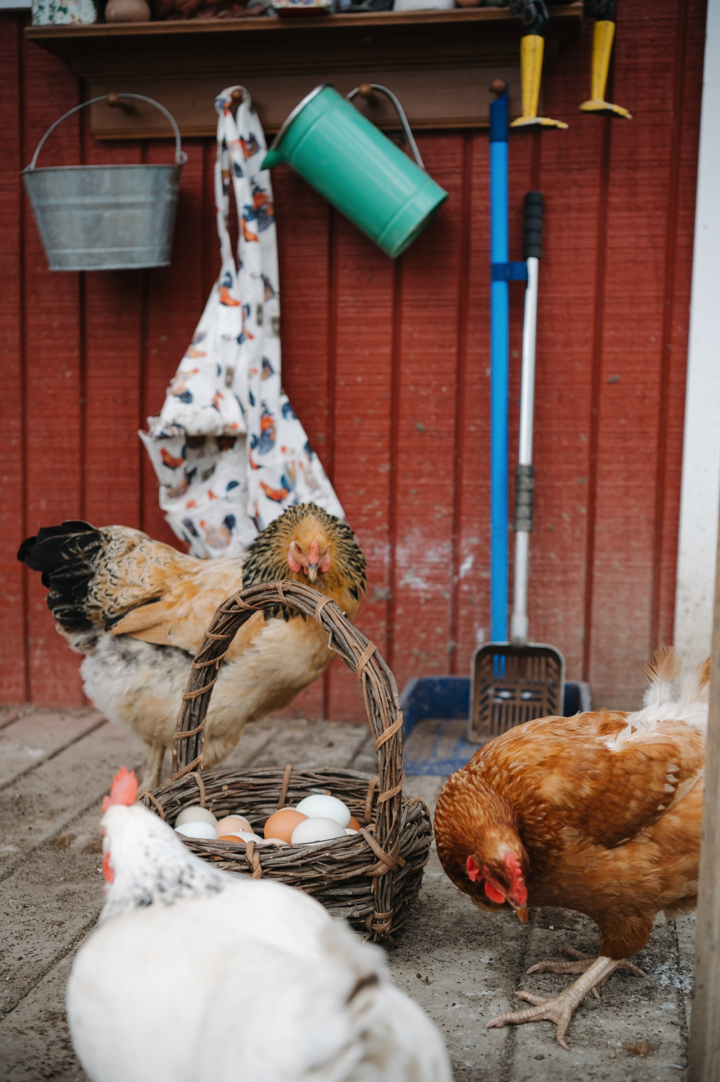 Chickens on porch with tools to help clean.