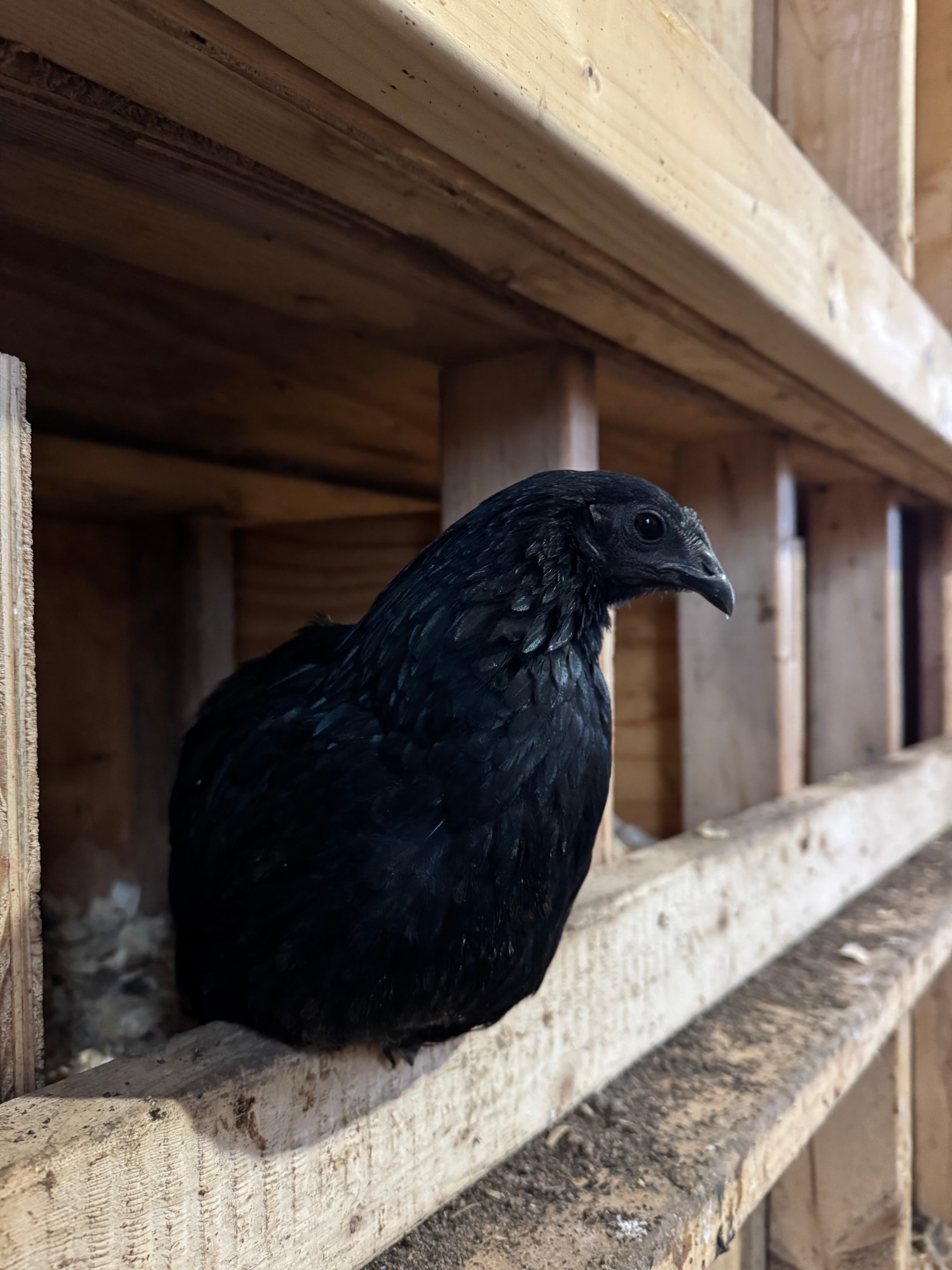 Picture of Ayam Cemani pullet