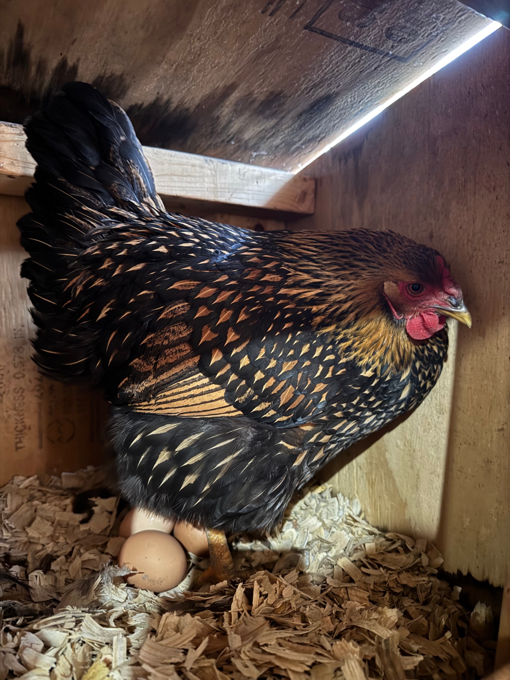 Picture of Barnevelders chicken 