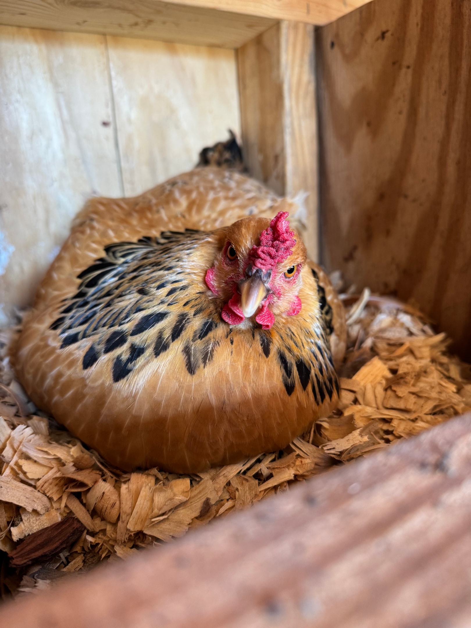Picture of Buff Brahma chicken