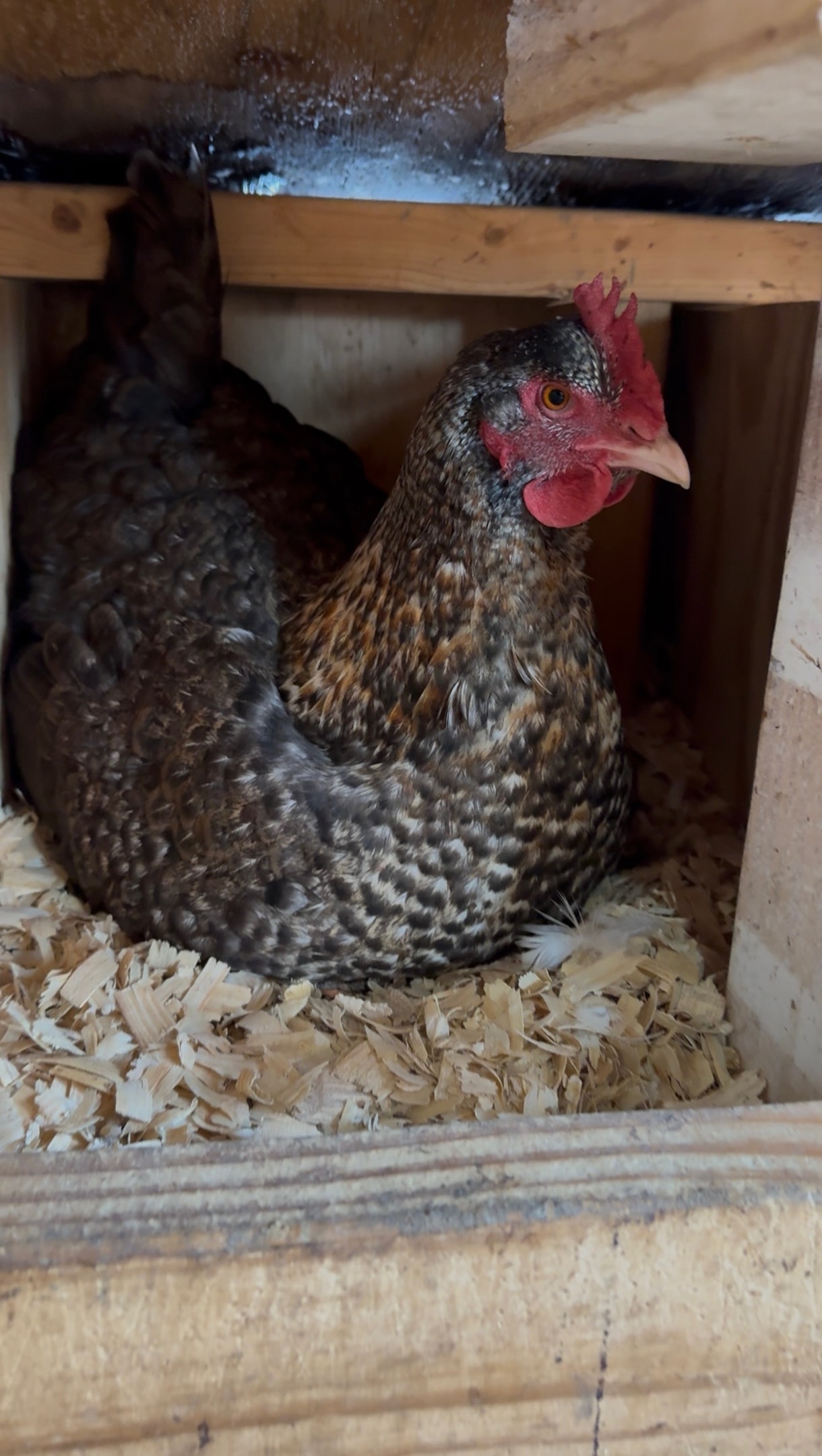 Picture of Cream Legbar chicken